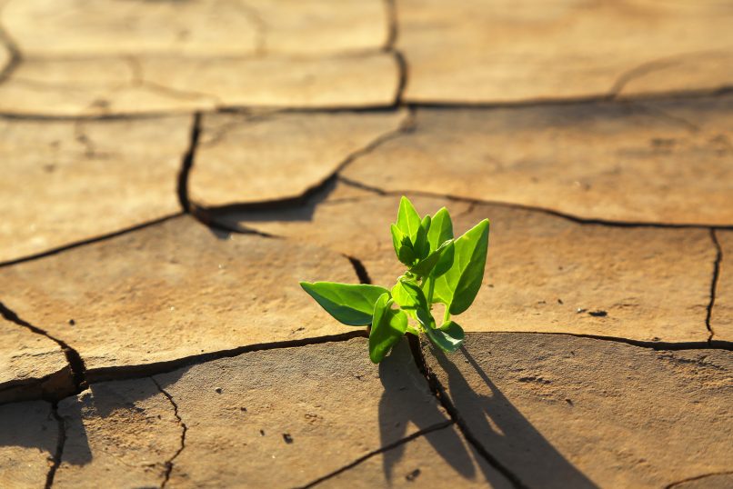 Planta saliento del suelo agrietado