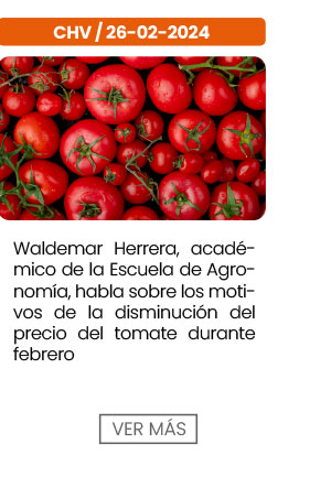 Waldemar Herrera, acad&eacute;mico de la Escuela de Agronom&iacute;a, explica los motivos de la disminuci&oacute;n del precio del tomate durante febrero