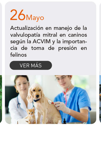 Universidad de Las Am&eacute;ricas